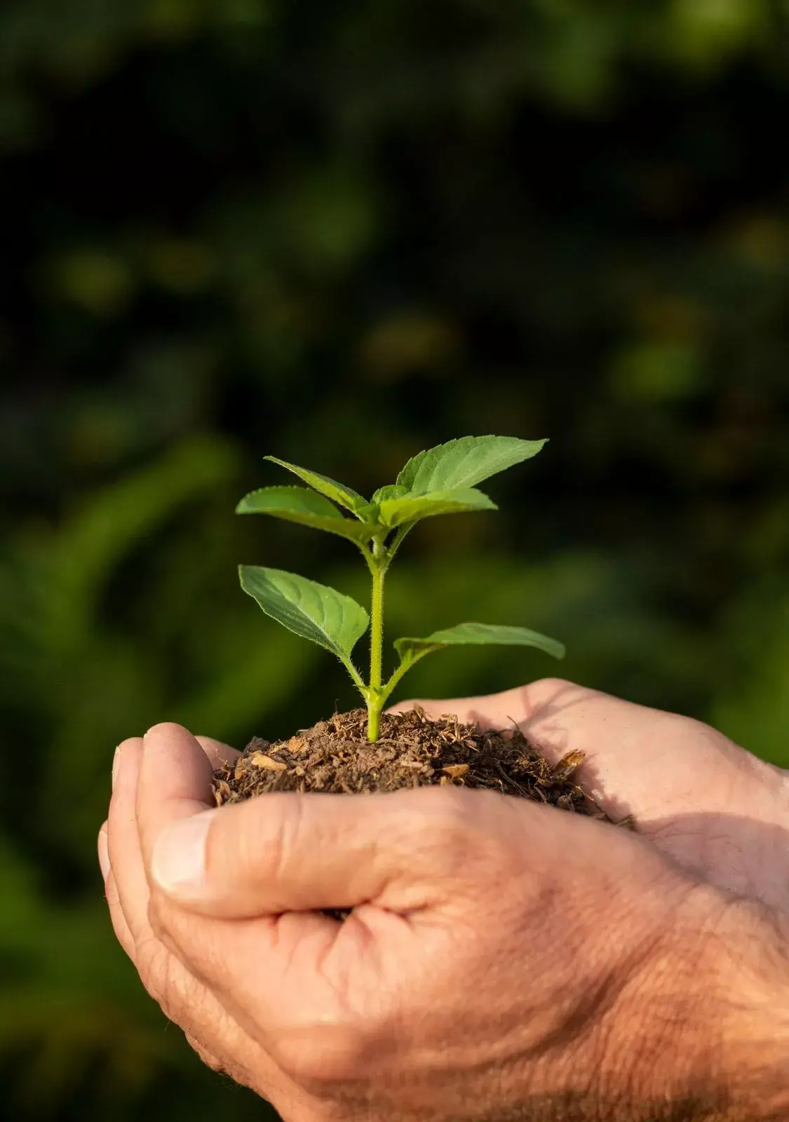 Stock photo of a soil sprout